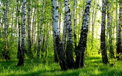панорама березового леса с солнечными лучами Стоковое Фото - изображение  насчитывающей лето, среда: 227703676
