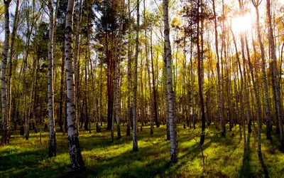 Купите репродукцию картины: Березовый лес — русский художник Шильдер Андрей
