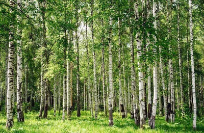 Фотообои Березовый лес 5939 купить в Украине | Интернет-магазин Walldeco.ua