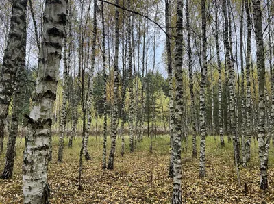 Мировая мода на березовый сок приходит из глубин финских лесов - Відкритий  ліс