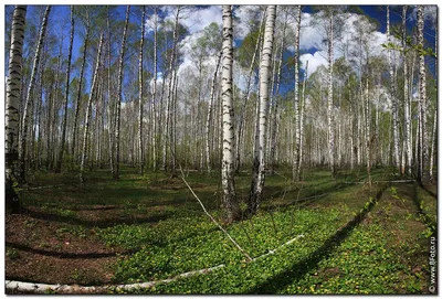 Фото Березовый лес у озера