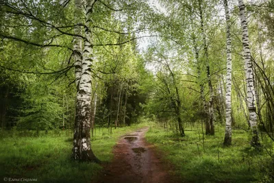 Березовый лес. Фотограф Соколова Елена