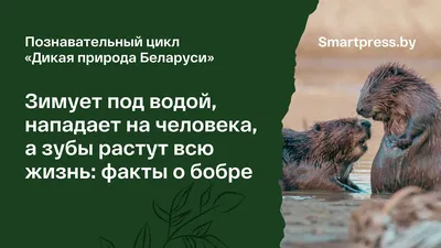 Молодое плавание набора бобра в волнистой воде Стоковое Фото - изображение  насчитывающей болото, млекопитающее: 136833818