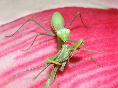 Богомол обыкновенный (Mantis religiosa) - фото богомола