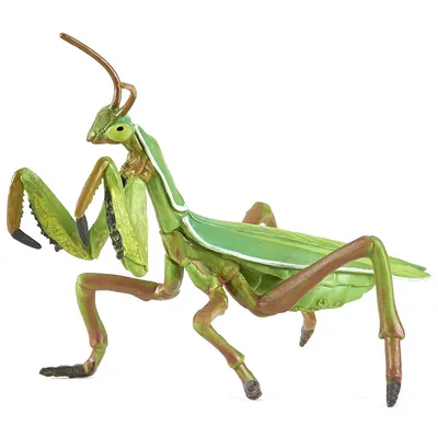 3D-модель обыкновенного богомола (Mantis Religiosa) | Пикабу