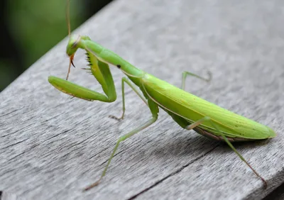 Обыкновенный богомол (Mantis religiosa) - Picture Insect