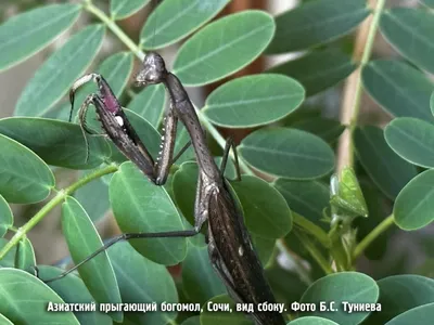 Cодержание и разведение богомола обыкновенного (Mantis religiosa) |  ВКонтакте