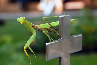 Обыкновенный богомол (Mantis religiosa) в Мордовии - Природа Республики  Мордовия