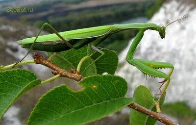 Обыкновенный богомол, Mantis religiosa, European mantis | Flickr