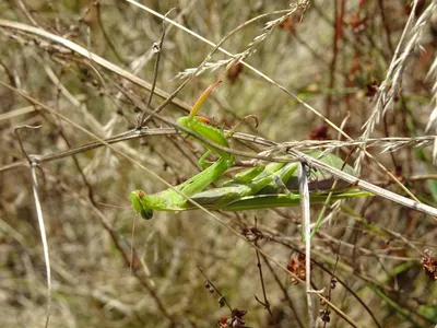 богомол обыкновенный (Mantis religiosa) - Живые существа - 3D модель