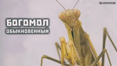 Богомол обыкновенный (Mantis religiosa)