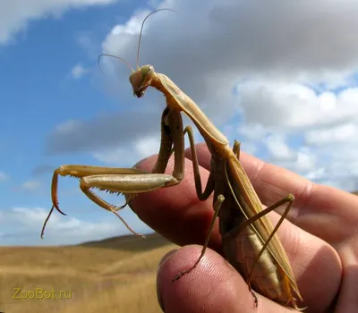 MacroID.RU - Mantis religiosa - Богомол обыкновенный