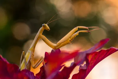 Богомол обыкновенный (Mantis religiosa)