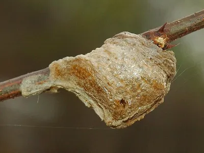 Богомол обыкновенный / Mantis religiosa / European mantis … | Flickr
