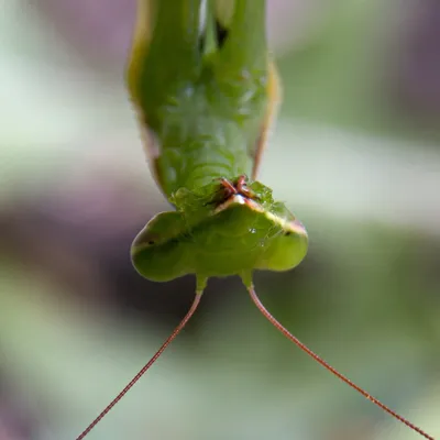Богомол обыкновенный (Mantis religiosa) - фото богомола