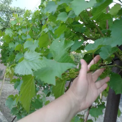 Цветение винограда | Сельская жизнь на даче | Дзен