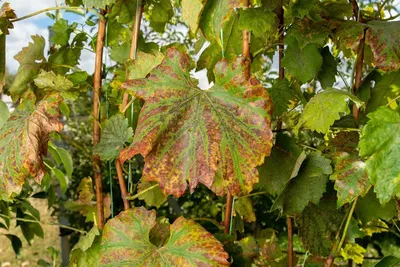 Больные листья стоковое изображение. изображение насчитывающей отверстия -  41053599