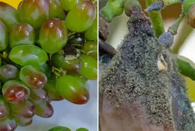 Донской виноград, незаслуженно забытый | KR-News.Ru - Информационный портал  Ростовской области