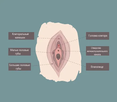 Контурная пластика половых губ филлерами в Санкт-Петербурге — БИОМЕД