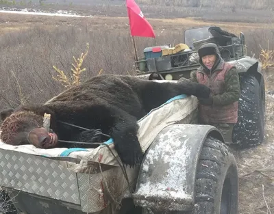 Даже самый маленький медведь всегда одолеет самого большого человека!\". В  Якутии медведи стали чаще подходить к