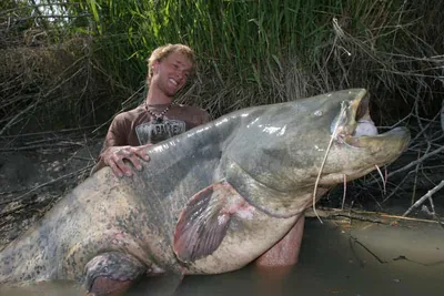 10 самых больших существ, когда-либо пойманных рыбаками | Mixnews