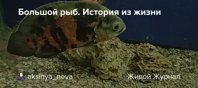 В Крыму планируют восстановить один из крупнейших рыбокомбинатов СССР - РИА  Новости Крым, 08.04.2022