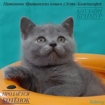 Котята Британцы купить на Зозу.ру