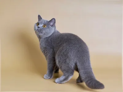 Сухой корм Royal Canin British Shorthair Kitten для котят британской  короткошерстной породы – Корм для кошек