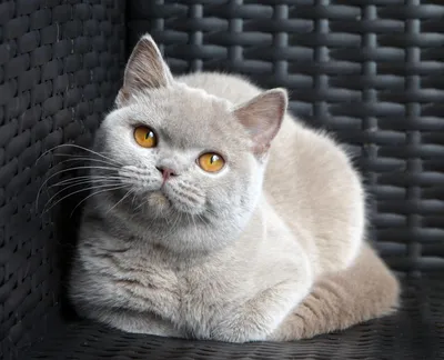 ROYAL CANIN / Роял Канин Kitten British Shorthair корм для котят породы  британская короткошерстная