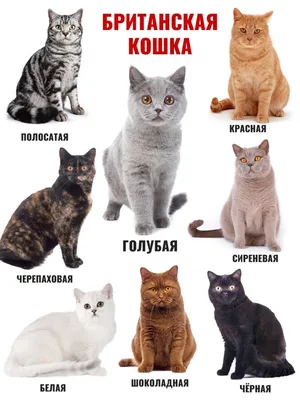 Британская короткошерстная: фото, описание породы и характера | WHISKAS®