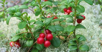 Брусника - Vaccinium vitis-idaea