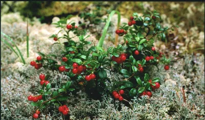 Gorgeous Cowberries in the Forest