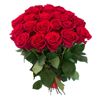 Алые розы (50 см) по цене 280 ₽ - купить в RoseMarkt с доставкой по  Санкт-Петербургу