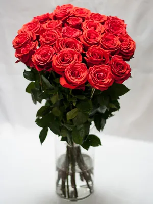 Заказать Букет алых роз за 6350 руб. в городе Орле - «Flower Paradise»