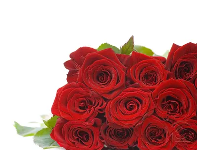 Букет с красными розами, доствка по г. Киев. Красивый букет алых роз.  Вишневые розы букет. Букет красивых красных роз. Кенийские розы в букете.