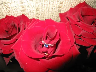 Любовница мужа Ани Лорак показала кольцо и огромный букет роз (ФОТО):  читать на Golos.ua