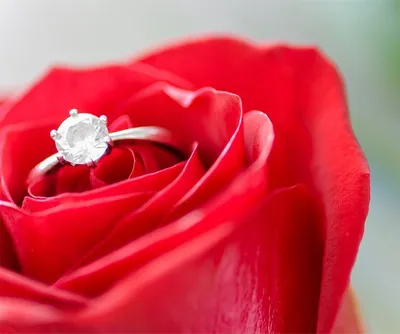 Красивый букет красных роз с кольцом с бриллиантом в подарок для любимой на  8 марта - обои для рабочего стола, картинки, фото
