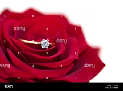 Букет красных роз с обручальным кольцом. невеста с букетом цветов и  обручальное кольцо. | Премиум Фото
