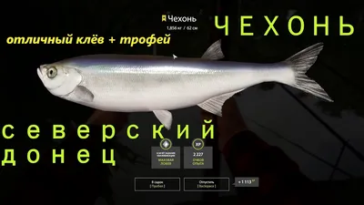 Чехонь вяленая Астраханская 1 кг, рыба сушеная 8-12 шт, соленая рыбка снеки  - купить с доставкой по выгодным ценам в интернет-магазине OZON (714399333)