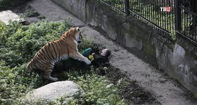 Человек крася тигра стоковое фото. изображение насчитывающей тигр - 27451174