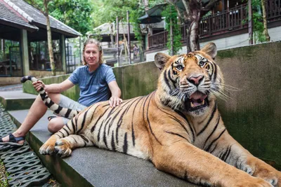 Хищник в депрессии. Эксперты рассказали, почему тигры нападают на людей |  ОБЩЕСТВО | АиФ Хабаровск
