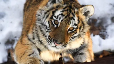 В Калининграде тигр напал на сотрудника зоопарка :: Новости :: ТВ Центр
