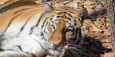 Белый тигр загрыз человека в зоопарке Индии » uCrazy.ru - Источник Хорошего  Настроения