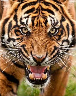 Амурский тигр утащил в лес человека под Хабаровском — 22.08.2021 — В России  на РЕН ТВ