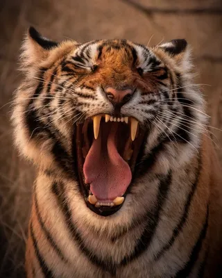 Тигр — Википедия