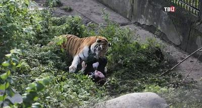 Обломаны клыки и нет зуба: стало известно состояние амурского тигра,  который напал на охотоведа в Хабаровском крае - KP.RU