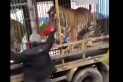 Тигры, нападающие на людей | Факты о животных | Дзен