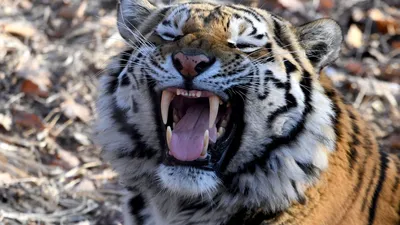Видеофакт: цирковой тигр напал на пенсионера