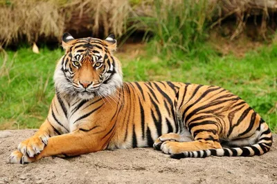 Дружба тигра и человека :) Tiger friendship with human - YouTube