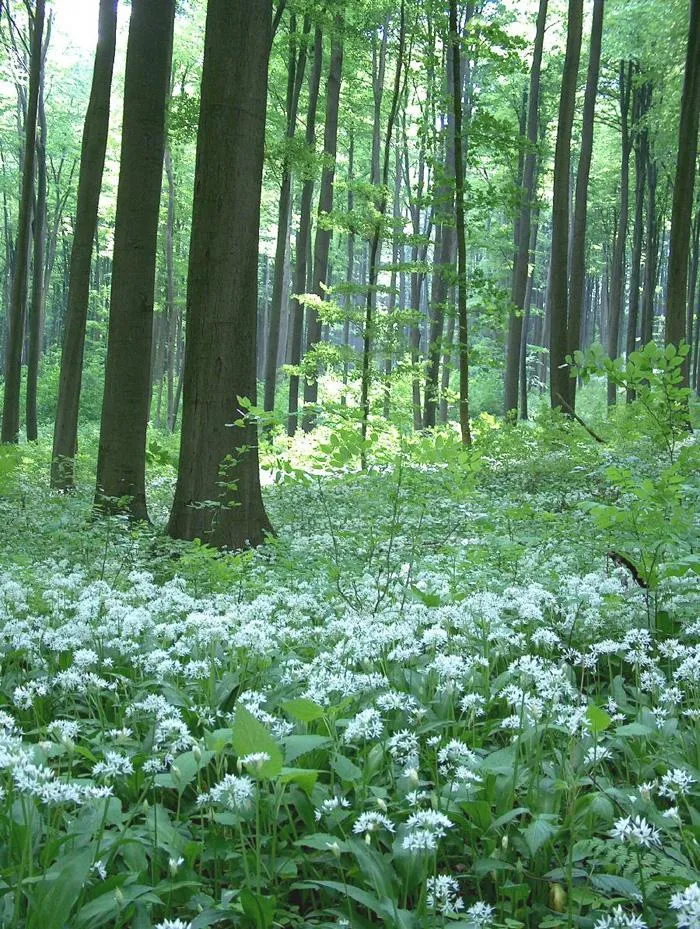 Черемша. Черемша куст. Черемша цветение. Черемша растет.